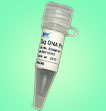 Taq DNA Polymerase